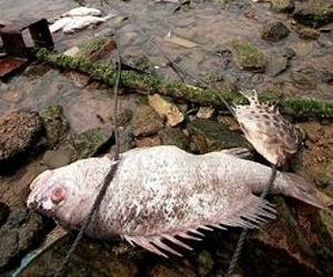 Hundreds of thousands of fish killed by China pollution