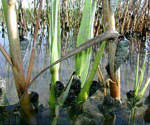Hitchhiking snails fly from ocean to ocean