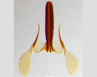 First evidence of plants evolving weaponry to compete in the struggle for selection