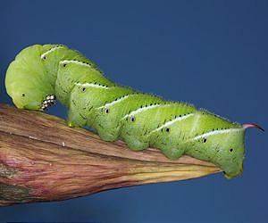 Caterpillar gets more from its food when predator is on the prowl