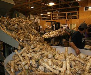 Getting to the root of horseradish root problems