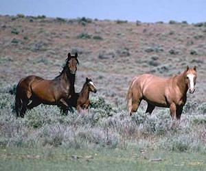 Ancient wild horses help unlock past
