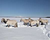How horses can save the permafrost
