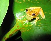 Frogs find disease-free haven in New Guinea, scientists want to keep it that way