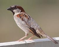 Avian malaria may explain decline of London's house sparrow