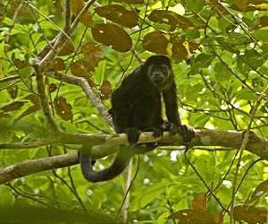 Disaster map predicts bleak future for mammals