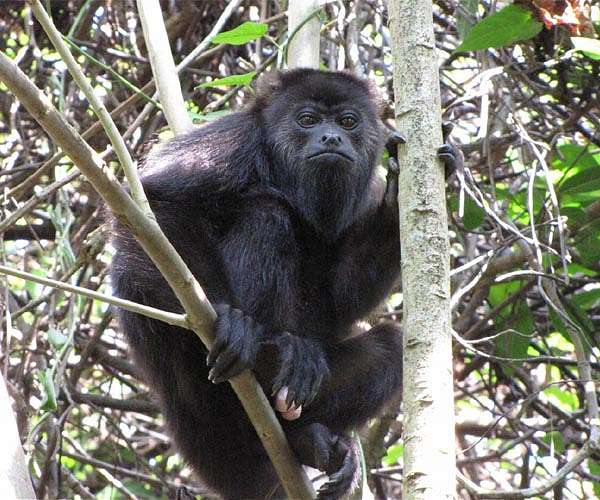 Howler monkeys drop dead during Mexico heat wave