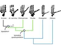Human ancestors were 'grounded,' new analysis shows