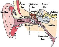 Auditory Neurons In Humans Far More Sensitive To Fine Sound Frequencies Than Most Mammals