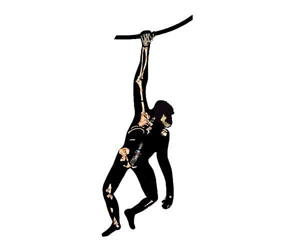 Ancient human relative, Australopithecus sediba, 'walked like a human, but climbed like an ape'