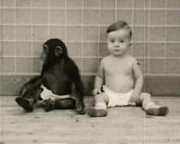 Chimps raised by humans don't get along with other chimps