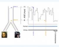 Gene Regulation, Not Just Genes, Is What Sets Humans Apart