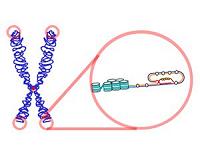 Scientists extend telomeres to slow cell aging