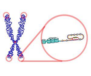 Significant relationship between mortality and telomere length discovered