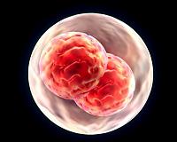 Researchers find human development's first gear