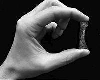 Australopithecus africanus: Strong hands for a precise grip