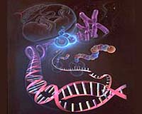 Duke Scientists Map Imprinted Genes In Human Genome