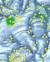 Mechanism Of Hallucinogens Effects Discovered