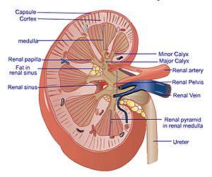 Twinkle, twinkle kidney stone: With a push you could be gone