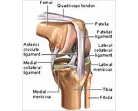 New Tissue Scaffold Regrows Cartilage And Bone