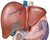 Liver Regeneration May Be Simpler Than Previously Thought