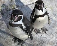 Climate change adds to pressures on endangered African penguins