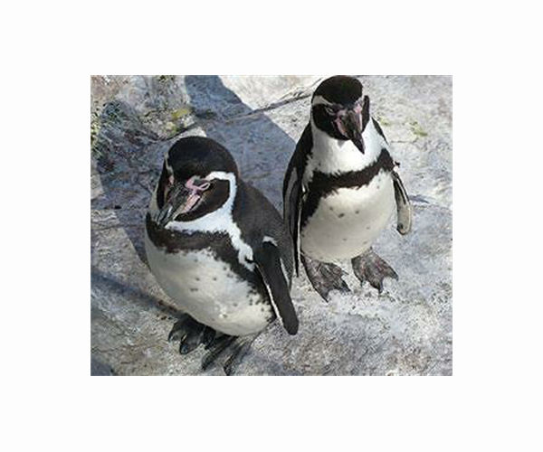 Penguins queue in Paris zoo for their bird flu jabs