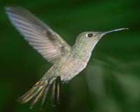 Flapping-wing airplanes are envisioned