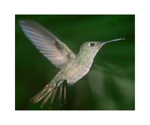 Well-Defended Territory Makes For A Happy Female Hummingbird