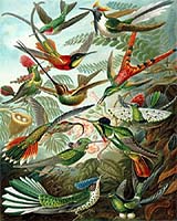 In The Floral Network What Determines Who Pollinates Whom