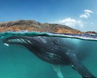 Arabian Sea humpback whales isolated for 70,000 years
