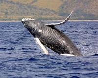 Whale lovers find paradise at Boston Harbor