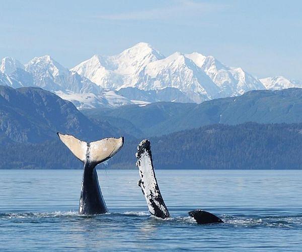 Eavesdropping on whales in the high Arctic