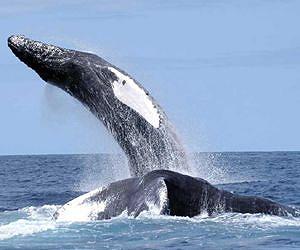 New study identifies five distinct humpback whale populations in North Pacific