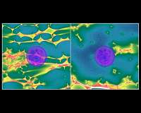Can strongly lensed type 1a supernovae resolve cosmology's biggest controversy