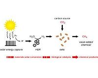 Another milestone in hybrid artificial photosynthesis