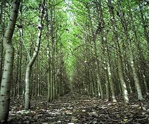 Significant advance reported with genetically modified poplar trees