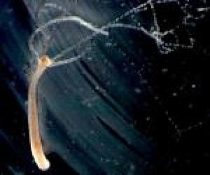 Scientists At UCSB Discover 600 Million-Year-Old Origins Of Vision