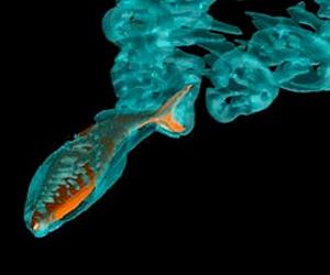 Water Movements Can Shape Fish Evolution