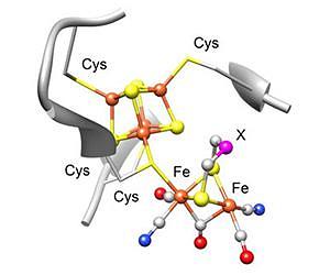 Unique chemistry in hydrogen catalysts