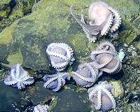 Study weighs deep-sea mining's impact on microbes