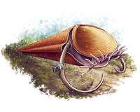 Paleontologists classify mysterious ancient cone-shaped sea creatures