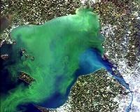 Algal Growth a Blooming Problem Space Station to Help Monitor