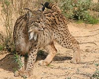 How we shop hurts endangered species