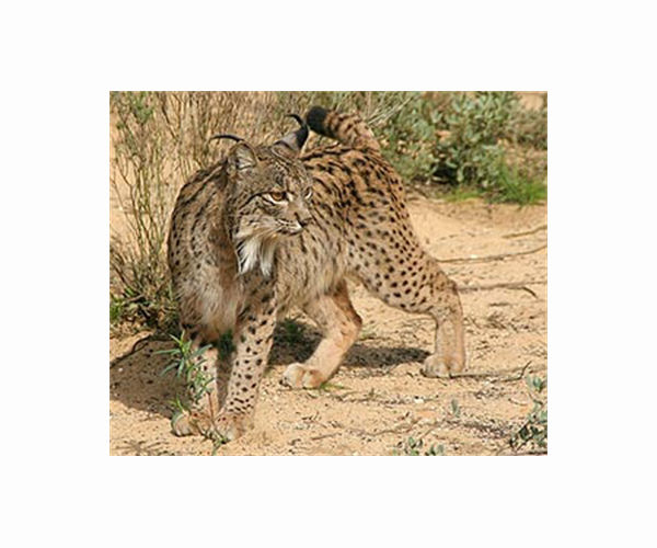 Battle to save ghostly Balkan lynx from extinction