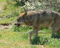 Wolf found in northern Belgium, first time in over 100 years