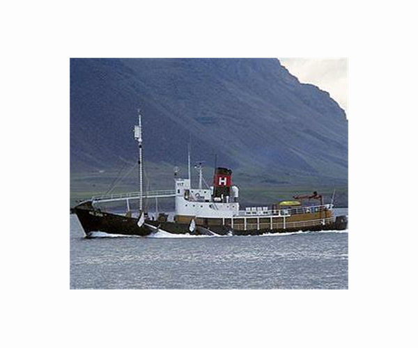 Animal rights activists denounce Icelandic whaling plans