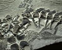 Ancient reptile birth preserved in fossil