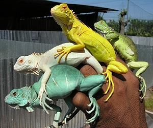 U.S. to combat predators in Florida Keys