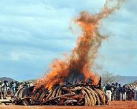 Malaysia destroys almost four tonnes of ivory
